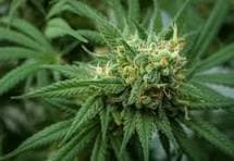 Bubba Kush CBD Flower