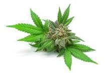 Pineapple Express Hemp Flower